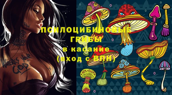 индика Новодвинск