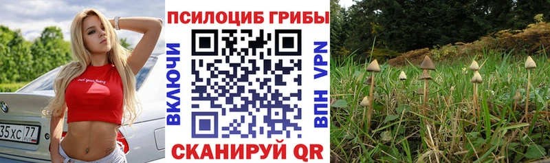 Псилоцибиновые грибы MAGIC MUSHROOMS  Каргат 